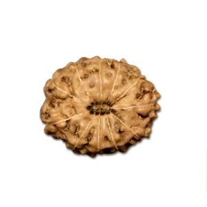 11 Mukhi Indonesian Rudraksha (Big Size with X-Ray) – Divine Power of Lord Hanuman for Courage, Wisdom & Protection