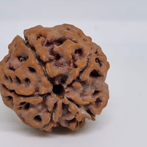 4 Mukhi Nepal Rudraksha 21mm+ with x-ray – Blessings of Lord Brahma for Knowledge, Creativity & Wisdom