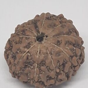 9 mukhi  java rudraksha 16 mm + up - with Xray