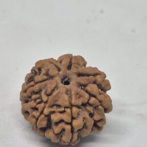 6 Mukhi Nepal Rudraksha (19-22mm Premium Bead) with xray – Wisdom, Focus & Emotional Strength