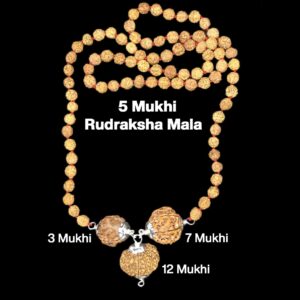Rudraksha Combination for Career 3,7,12 Mukhi Nepal in Rudraksha Mala