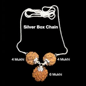 Rudraksha Combination for Students 4,4,6 Mukhi Nepal in Silver Chain