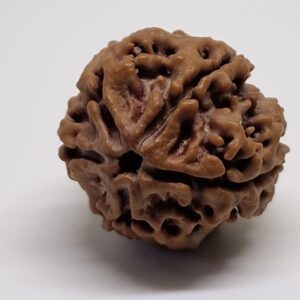 5 Mukhi Nepal Rudraksha Premium Quality - Shivaratri Special- 6 piece
