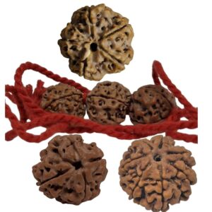 Holy Trinity of Growth: 4, 5, & 6 NEPAL Mukhi Rudraksha Set for Children's Overall Development - Nepali -18mm+