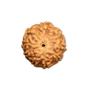 9 Mukhi Indonesian Rudraksha (Big Size with X-Ray) – Divine Energy of Goddess Durga for Power, Protection & Fearlessness