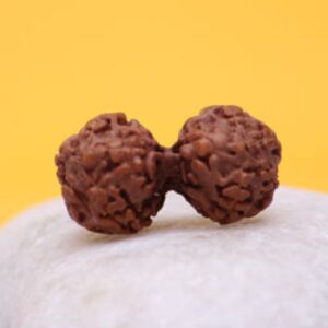 Indonesian Gaurishankar Rudraksha
