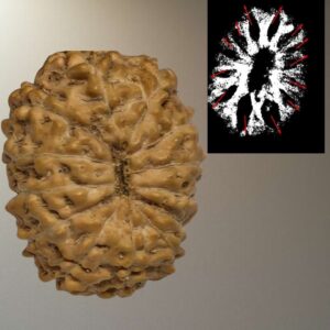 13 Mukhi Indonesian Rudraksha (11-15mm with X-Ray) – Blessings of Lord Kamadeva & Lord Indra for Charm, Success & Prosperity